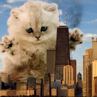 love cats snakes dogs and one direction i love to cook to i also like pewdiepie markiplier yamimash shane dawson and joey grecefa