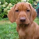 Alex Devlin - @onlypetproducts - Twitter