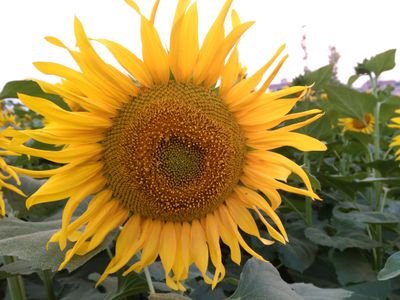 sahbihanda's profile picture. i'm single