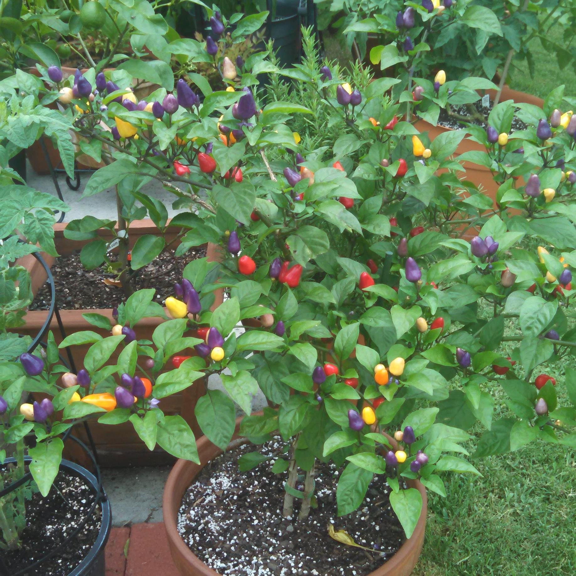 Personal Trainer, Contest Prep Specialist, Container and Citrus Gardener,  Entrepreneur, Inventor