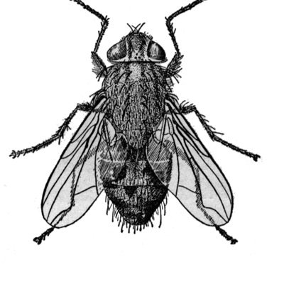 paubudanceparty's profile picture. I'm a fly in the ointment. A speck of a fly.