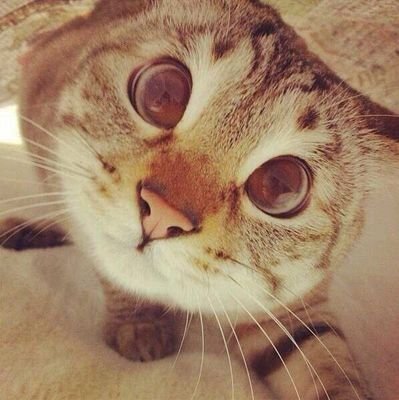 Люблю котиков :3
