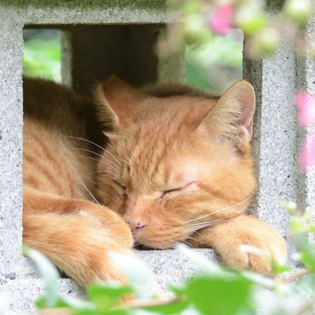 greenoki2's profile picture. ねむりねこ・・・
気ままに写真撮ってます。気に入ったものを何でも撮っています。