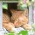 ねむりねこ (@greenoki2) Twitter profile photo