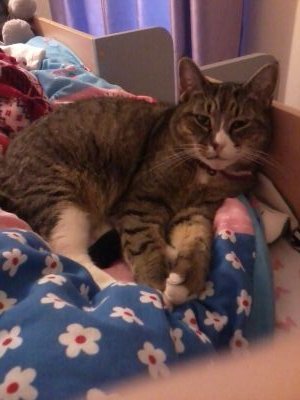 fobhellyh's profile picture. Fall out boy: patrick stump  pete wentz  joe trohman  andrew hurley