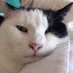 Cindy Cat (@iamcindycat) Twitter profile photo