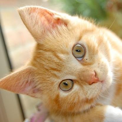 bellylessin's profile picture. 