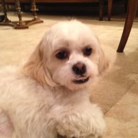 Paula Lein (@msprm19) 's Twitter Profile