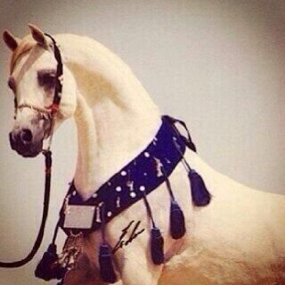 آحب آلهلآل لحد آلجنون! ؤريآل مدريد وكلمهآ مليكآن ♥ الآمَل ب الناسَ صَحراء قاحَلة وآلامَل ب آلله جنة مثمره...  PIN:2B2841D9