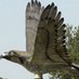 The Seahawk (@seahawk96) Twitter profile photo The Seahawk (@seahawk96) Twitter profile photo