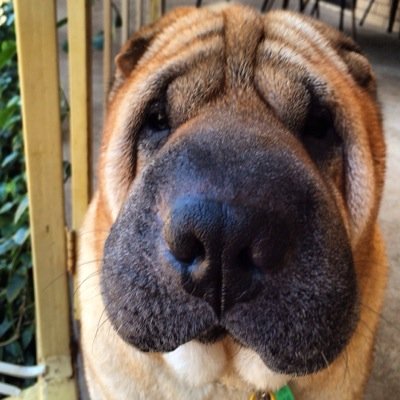 Sir_Smartee's profile picture. 