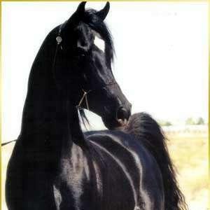 abu faisal .