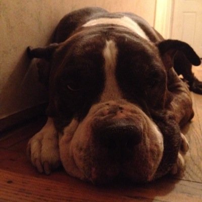 daflotta's profile picture. 