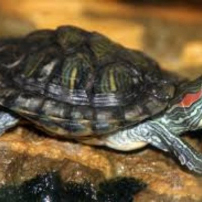 turtles
are
awsome