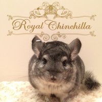 Royal Chinchilla(ロイヤルチンチラ) (@ChinchillaRoyal) / X