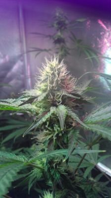 CoCoGrowPRO is a division of the HydroGrowPRO company founded in 2013. We take pride in our customer's success rates. When our customers succeed, we succeed!