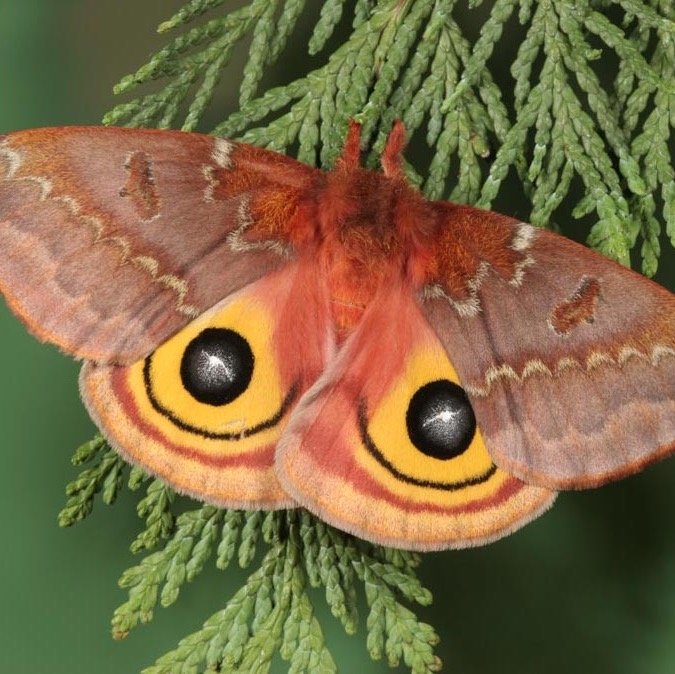 moths