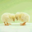 ぴよこ (@022888Docomo) Twitter