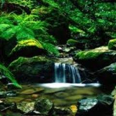 poorbabypanda's profile picture. 