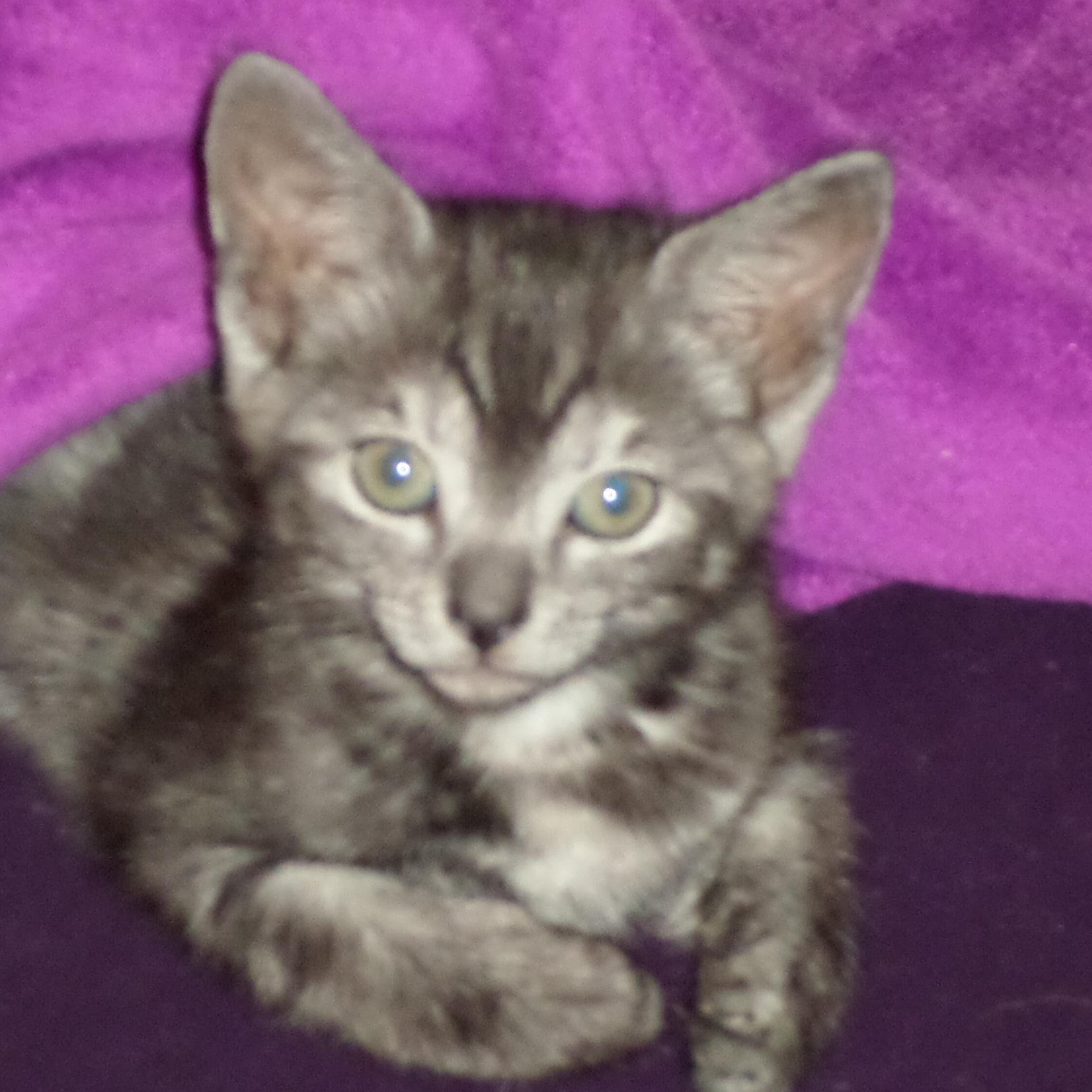 crystalstar205's profile picture. 