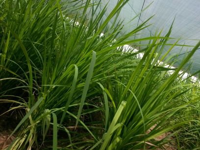 safe and functional agriculture