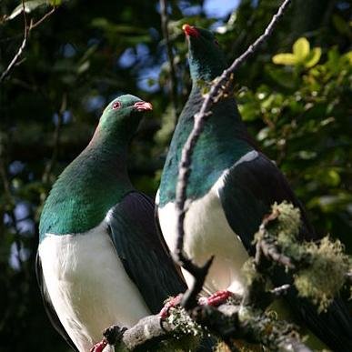 Kereru has interests in quality residential apartments with parking.