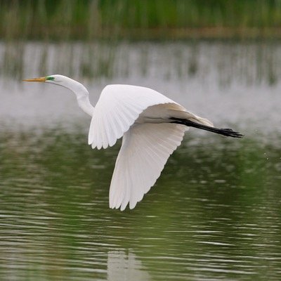 Friends of Ballona Wetlands has been preserving, protecting, educating and restoring the wetlands since 1978.