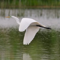 Ballona Wetlands (@ballonafriends) 's Twitter Profile