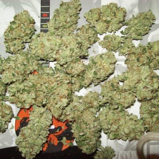 GucciGangGBE's profile picture. 