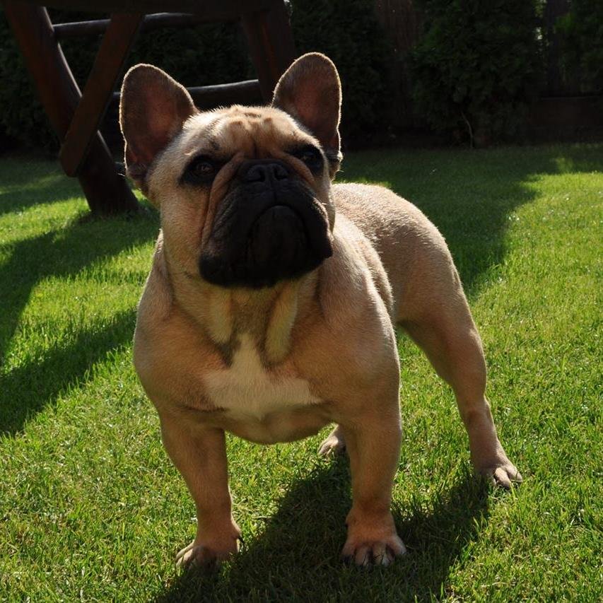 SzaszimoHouse's profile picture. French Bulldog