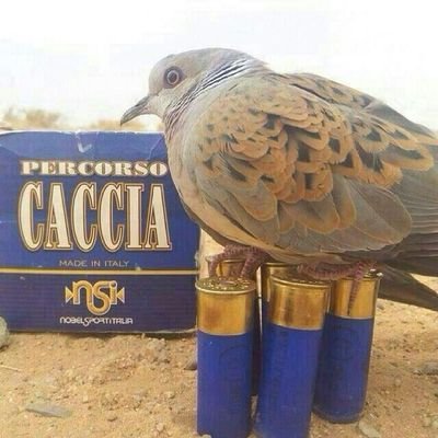 لا الاه الا الله