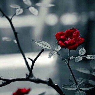 أحب مساحتي الخاصة وحدودي التي أصنعها، والأشياء التي لا أحد يعرفها عني ! أحب خصوصيتي مع نفسي وعدم وصول أي شخص لها مهما ظّن أنه وصل . ✨