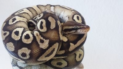 Keeping and breeding different color variants of Python regius