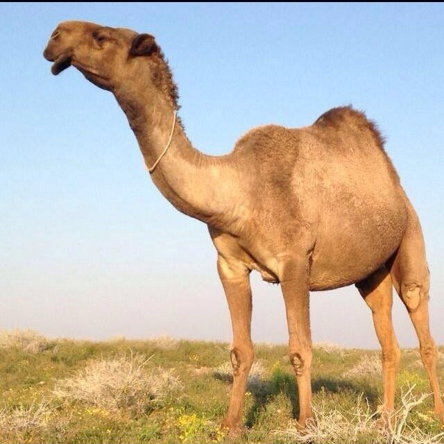 ABL_511's profile picture. 