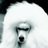 8RoundsRapid's profile image