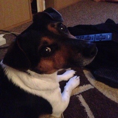 dogblog500's profile picture. I'm just a dog called Frodo who decided to make a blog x