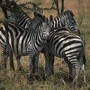 beatrice david - @tricedad - Twitter