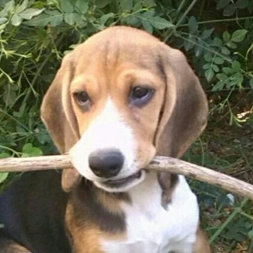 petraconsuelo's profile picture. 