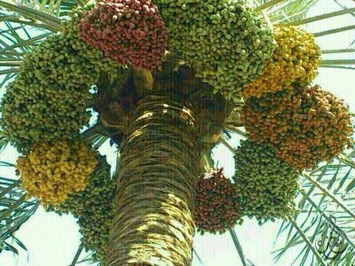 أحب الشعر الجزل وعندي محاولات قليله أحب أم القراء واحب قبيلتي هذيل