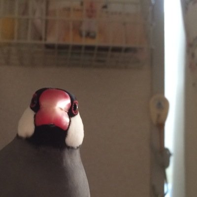 neco_komi2's profile picture. 野鳥観察と山登り