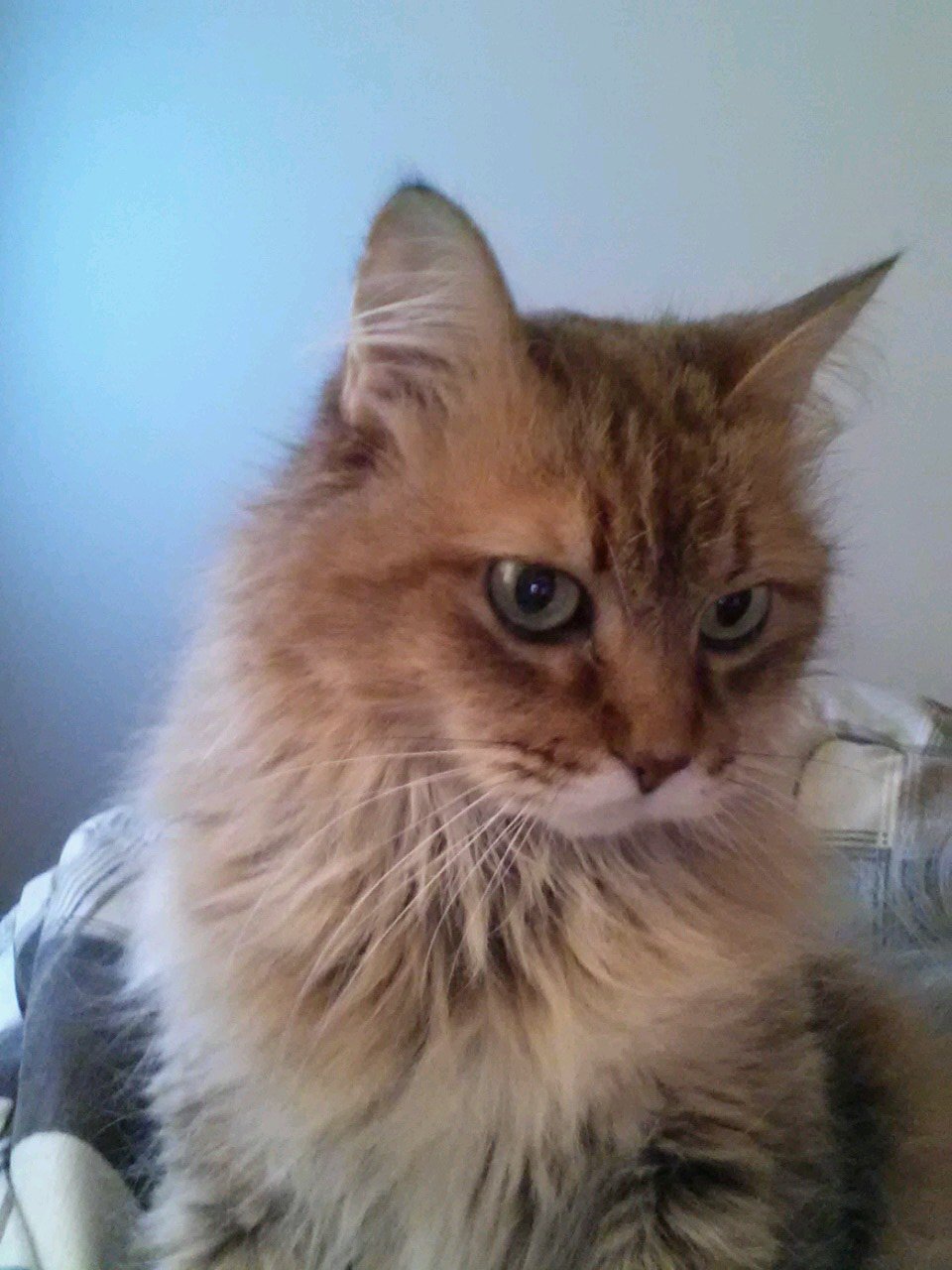 PTarga1963's profile picture. all about me targa my sis bootsy little maggie and mr kitty and our very spoiled life got a luv it meow!!! and little Koko tbe newest addition