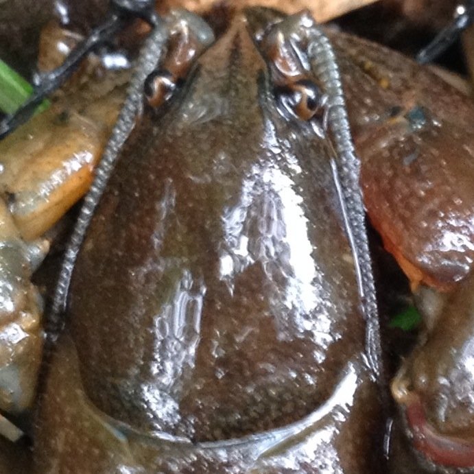 winecology's profile picture. 気ままに進化生態学・保全生態学の調査・研究をし、ワインを飲んでApple情報を追っています。元高校教師のPh.D. 。生態学会会員番号9。リツイートしているものは、賛同しているとは限りません。参考になるもの、批判すべきものもリツイートしています。