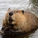 Aaron Bever - @aaronbever72 - Twitter