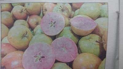 HumaraB's profile picture. 