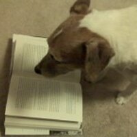 JackRussellNews (@jackrussellnews) Twitter profile photo
