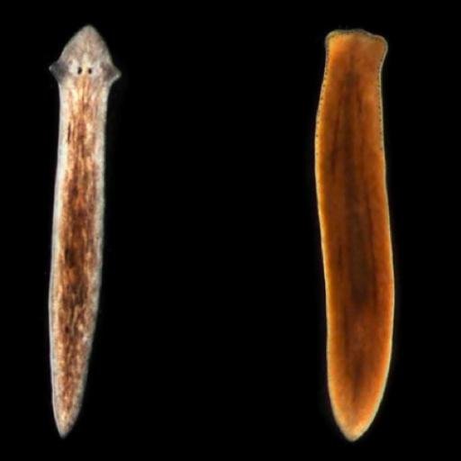 The project to mathematically describe and model the biology of immortal worms! We want to understand why they don't age and why we do.