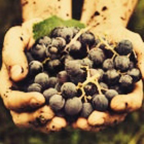 onceWereGrapes's profile picture. In the pipeline