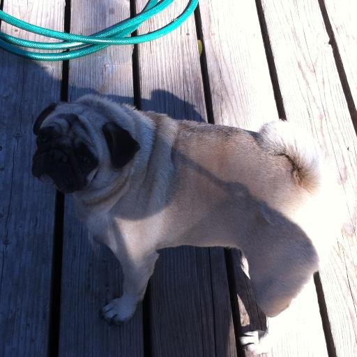 MugPugPuglet's profile picture. 