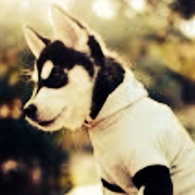 Soo started a twitter account... Probably the worst idea ever.