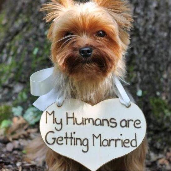 I work with you and your cherished dog so that every member of the family can be included in your wedding celebrations.